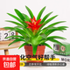 The large pot of Hongyun Dangtou potted plants is suitable for flowers placed in the living room. Indoor flowers and plants are good for feeding the four seasons. Hongyun Dangtou simple pot + nutrient solution with pot.