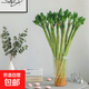 Multi-Headed Dragon Bamboo Lucky Bamboo Strong Transport Bamboo Water-raised Rooted Indoor Living Room Money Tree Flower Pots Gao Wenchang 2 Dragon Bamboo 30cm High Without Pot + Nutrient Solution
