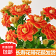 Kalanchoe potted plant with double large flowers and buds is a flower plant that blooms indoors in all seasons and is easy to grow. 12. Golden Fox (with buds) comes with fertilizer and does not include a pot.