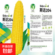National Approval Fruit Corn Seeds Fresh Sweet and Crisp National Approval Sweet Corn Seeds Farmhouse Garden Vegetables National Approval Fruit Corn Seeds 3 packs of about 150 grains