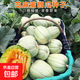 Sesame Honey Crisp Melon Seeds Sweet Toothless Melon Cantaloupe Super Sweet Rock Candy Melon Four Seasons Lazy Indoor Potted Fruit Sesame Honey Melon Seeds 1 pack of about 100 capsules