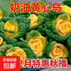 Yellow cabbage seeds are cold and wet-resistant, chrysanthemum heart butter yellow cabbage vegetable seeds for garden planting, yellow cabbage seeds, buy three packs, get two packs free, about 5,000 grains