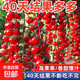 Sweet and juicy waterfall cherry tomato seeds, cherry tomato seeds for sowing potted vegetables in all seasons, red waterfall cherry tomato seeds/pack, about 200 capsules, 3 packs