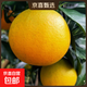 湖南永兴冰糖橙肉嫩化渣爽口手剥冰糖柑当季水果自然树熟 50-60mm 湖南冰糖橙 带箱5斤装50-60mm