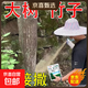 Cyclazinone is a special medicine to remove dead trees and rotten roots of large trees. Herbicide is a special medicine to remove big trees and remove rotten roots of bamboo. Genuine Cyclazinone 10Jin Jin is equal to 0.5kg