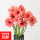 Francaise Gerbera sunflower fairy pink flower head fresh cut flowers home water maintenance home vase decoration flowers Gerbera - pink series 10 branches