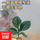 Newly selected gardenia intangible cultural heritage lacquerware for all seasons without indoor and outdoor cultivation to purify the air green plants easy to grow 10-15cm 1 plant many months of blooming strong fragrance gardenia without flowers