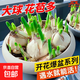 Zhangzhou narcissus bulb seeds special-grade water-cultured bulbs with buds large balls indoor and outdoor winter hydroponic plant pots special-grade narcissus narcissus large balls 3 pieces circumference 18-25 not including pots
