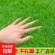 Simulated turf artificial turf carpet outdoor green floor mat kindergarten football field mat artificial fake turf 2 cm thickened spring grass 0.5 m * 0.5 m long