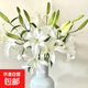 Exclusive for live broadcast, 10 Siberian single-petal lilies, 1 serving