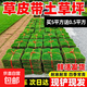 Turf soil real lawn with soil four-season green Manila turf villa courtyard greening grass Taiwan grass 1 square meter Manila buy 5 square meters and get 0.5 square meters