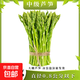 Home of Asparagus First Green Asparagus, Tender Asparagus, Fruit Asparagus, Supermarket Quality Mid-Autumn Festival Steak, Western Food Partner, Intermediate Asparagus, About 0.8 in Diameter, 300g Taste Pack