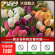 Imported hydroponic tulip bulbs, large five-degree bulbs, soil-cultivated tulip bulbs, cold-resistant, blooming in winter, easy to maintain, 1 bulb, trial planting/no gifts, 11-12cm circumference