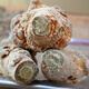 
Wenshan Panax notoginseng, direct supply of base 20 heads Panax notoginseng 500 grams