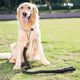 Dogstory Dog Rope Medium Dog Large Dog Leash Golden Retriever Dog Walking Rope Dog Chain Large Dog Collar Black Medium (15-38Jin Jin is equal to 0.5kg)