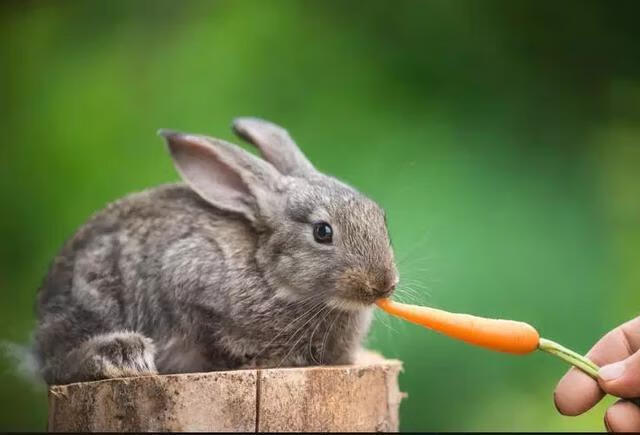 养兔子怎么养（养兔子的视频)