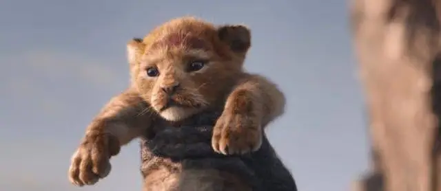 《狮子王》小辛巴动画原型曝光，是美国动物园超萌小狮子Bahati！