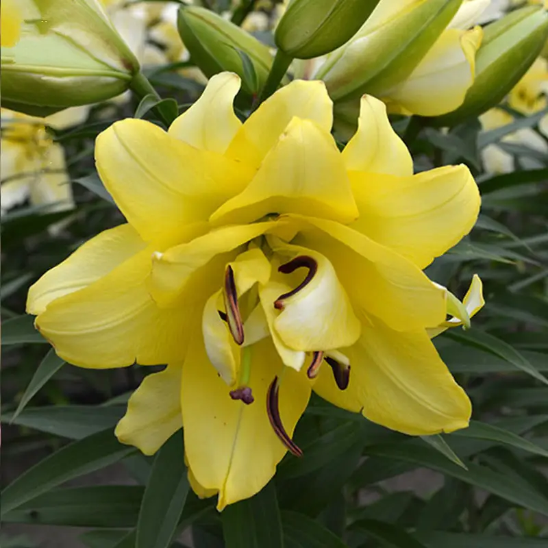 康鹏农资园艺专营店