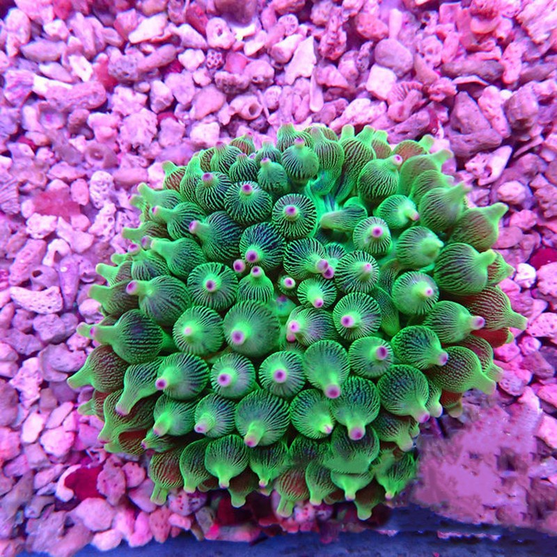 瓦片珊瑚活体活物印尼绿瓦片红瓦片紫瓦sps珊瑚海水观赏物运输包活-岚