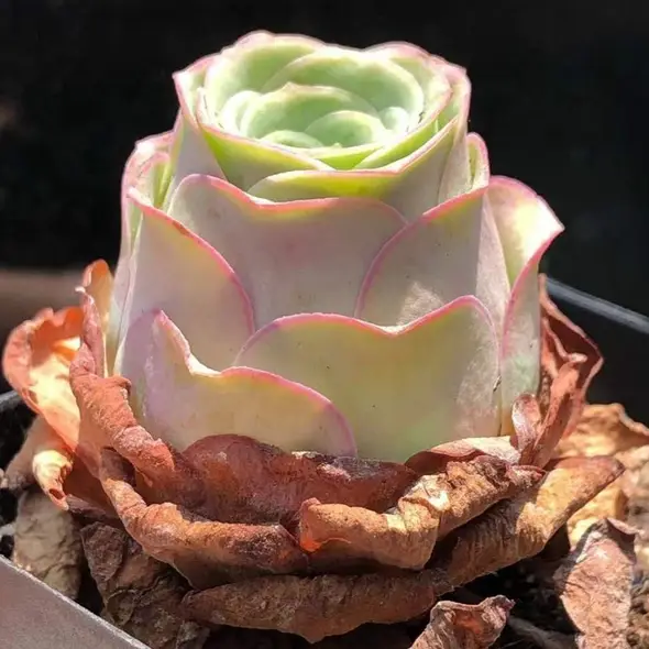 星火园林专营店