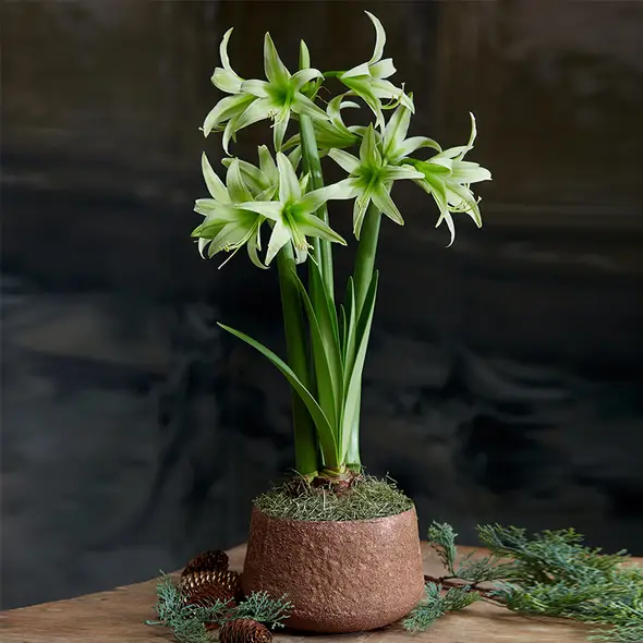 聖茵花卉旗舰店