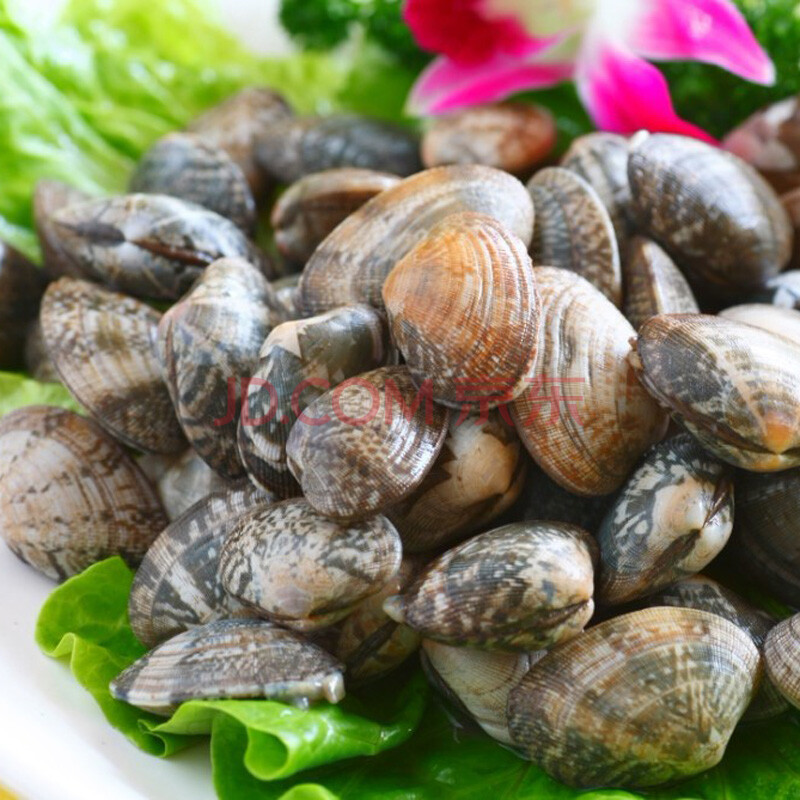 天天海鲜 新鲜花蛤/花甲 小炒鲜贝 物美价廉 是老百姓吃的起的海鲜