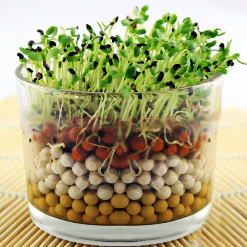 香远 小花迷负离子植栽/迷你植物盆栽(负离子3代) 爱情草