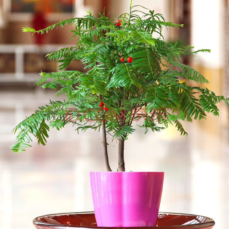 红豆牌红豆杉 防辐射吸甲醛净化空气 植物盆景树苗 富贵盆景 枚红色