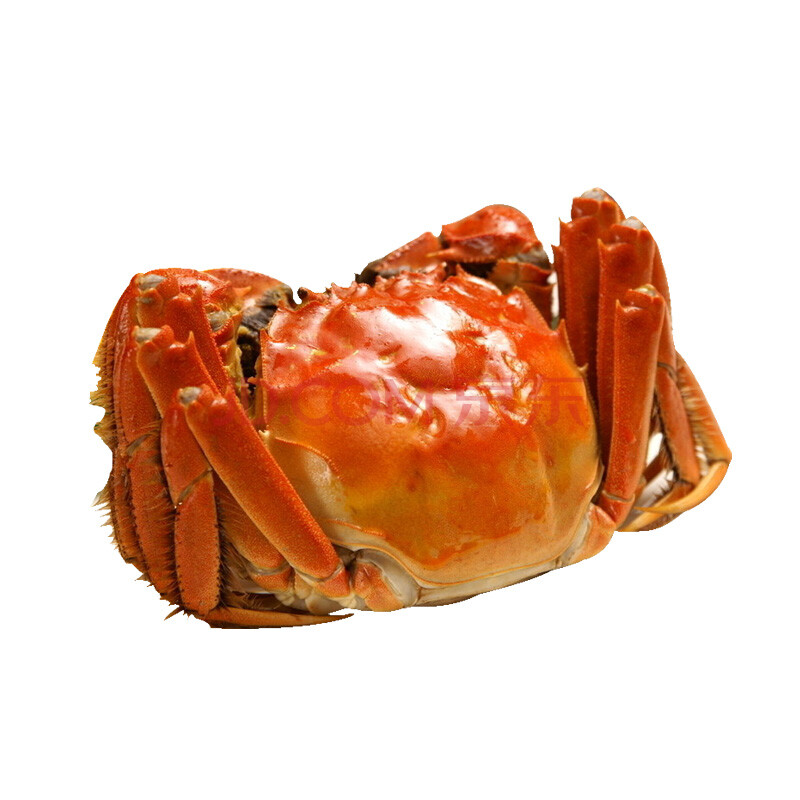碧波牌 六月黄童子蟹 1.8-2.3两/只 8只装 现货