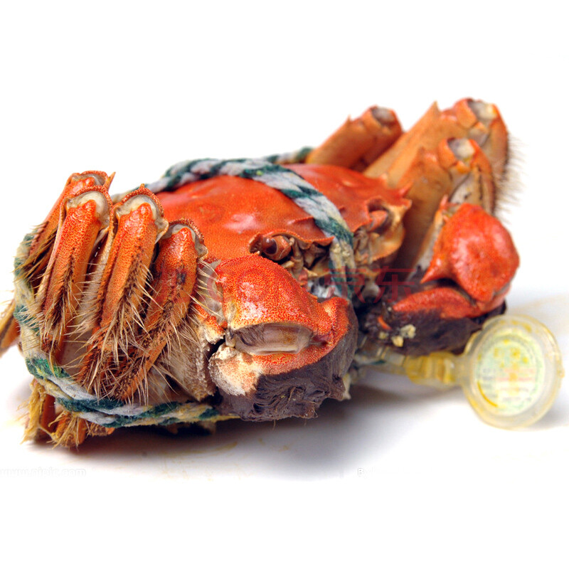 水韵莲花 阳澄湖大闸蟹 精品公蟹 4只起售