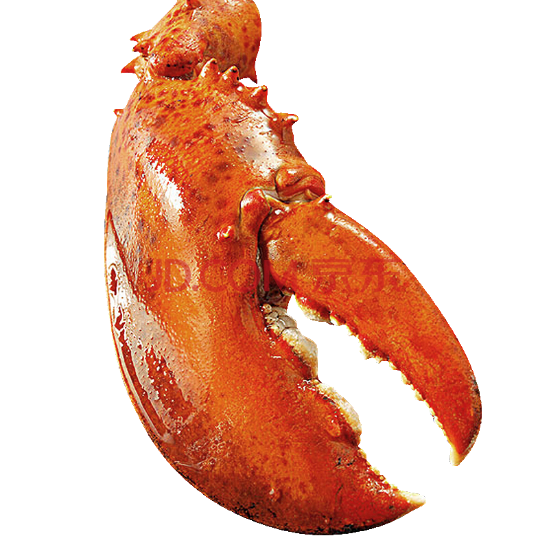 大龙虾钳子网红波龙新鲜特大龙虾熟冻海鲜波士顿龙虾酒店采购500g 1斤