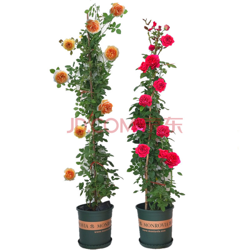 爬藤花阳台庭院攀援花卉月季大苗 【定制专拍/打木架加固联系客服】