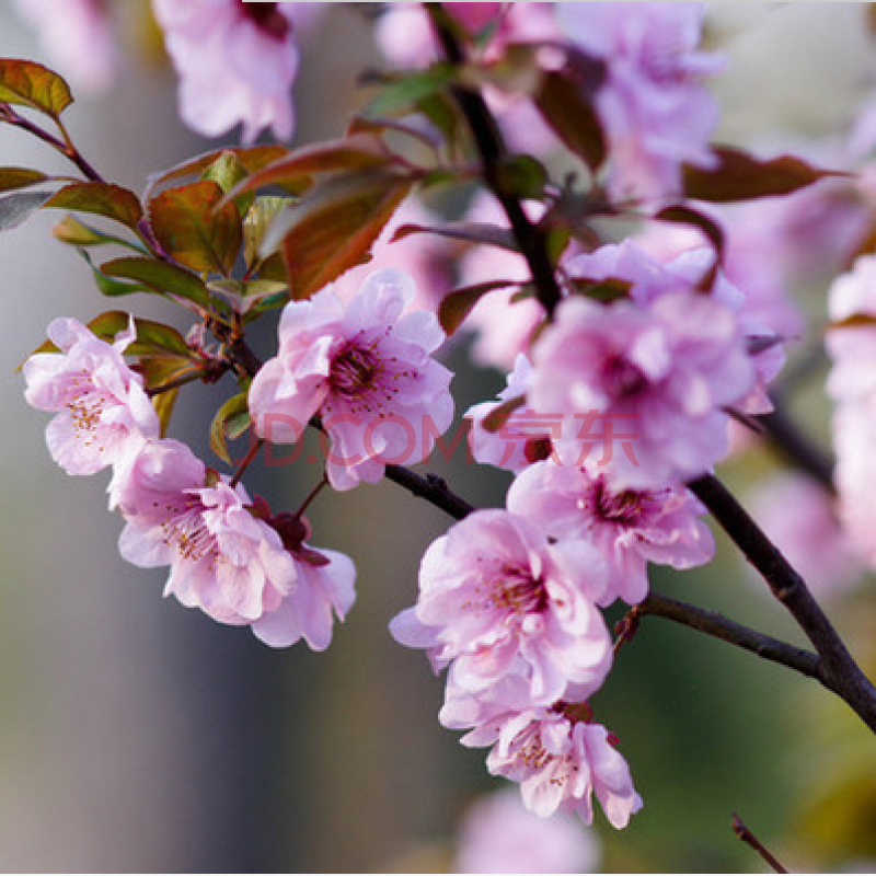 梅花樹苗臘梅當年開花地栽盆栽庭院黃梅花苗耐寒盆景素心臘梅花卉