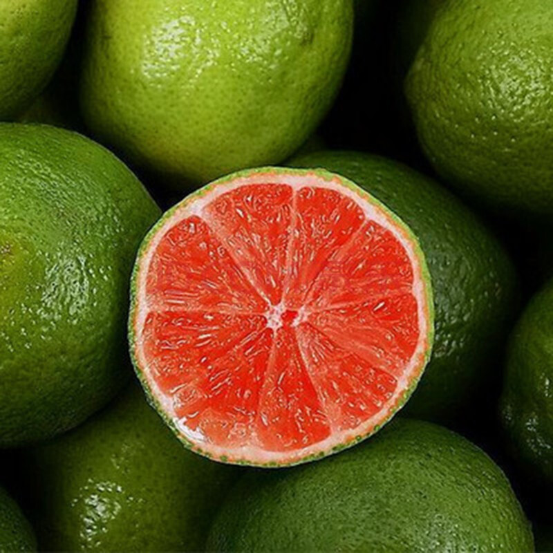 柠檬树苗清香柠檬嫁接苗香水柠檬苗 适合盆栽地栽柠檬树 红心柠檬 8年