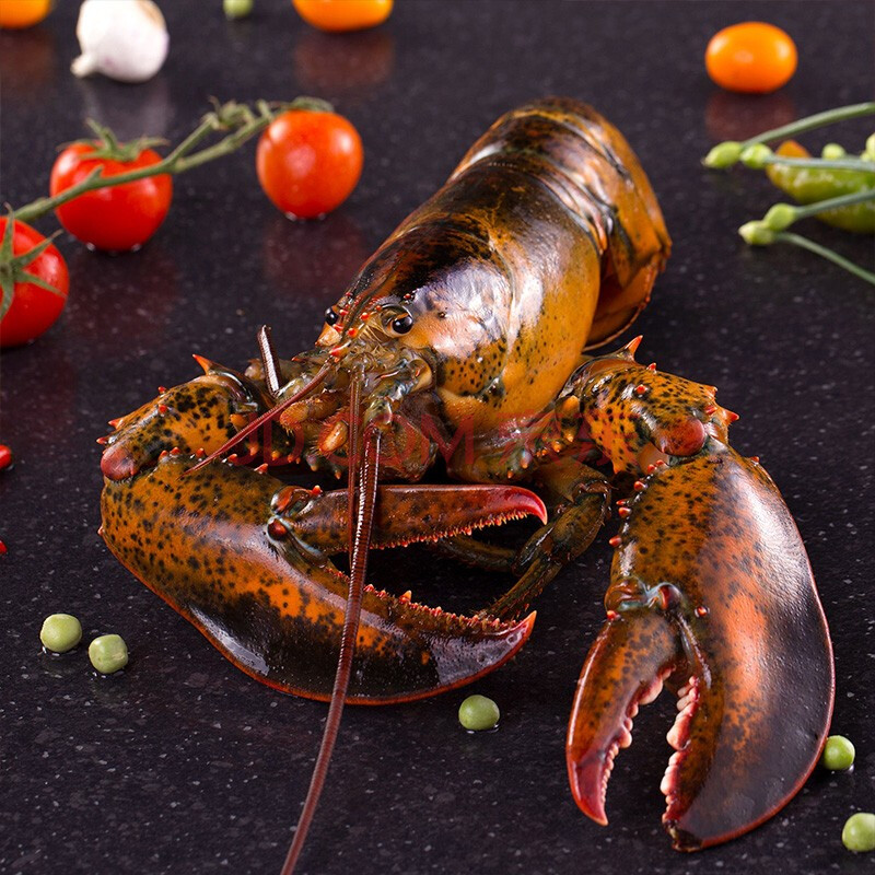 寰球渔市 新鲜波士顿 龙虾大龙虾特大波龙海鲜生冻 水产冻虾 两只装