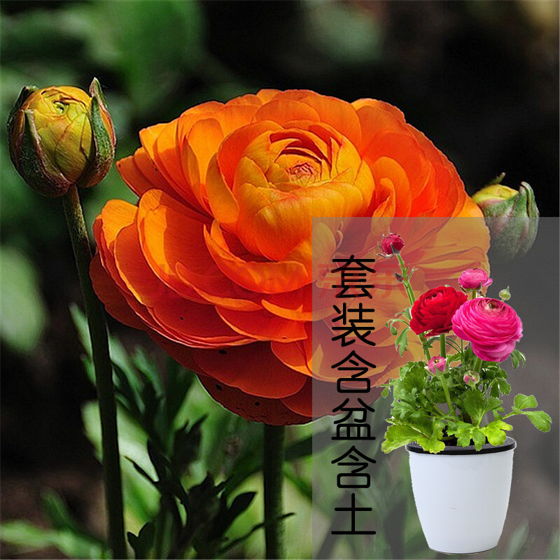 【新手不】三颗芹叶牡丹根室内盆栽花卉绿植风信子 橙色 2颗 花毛茛