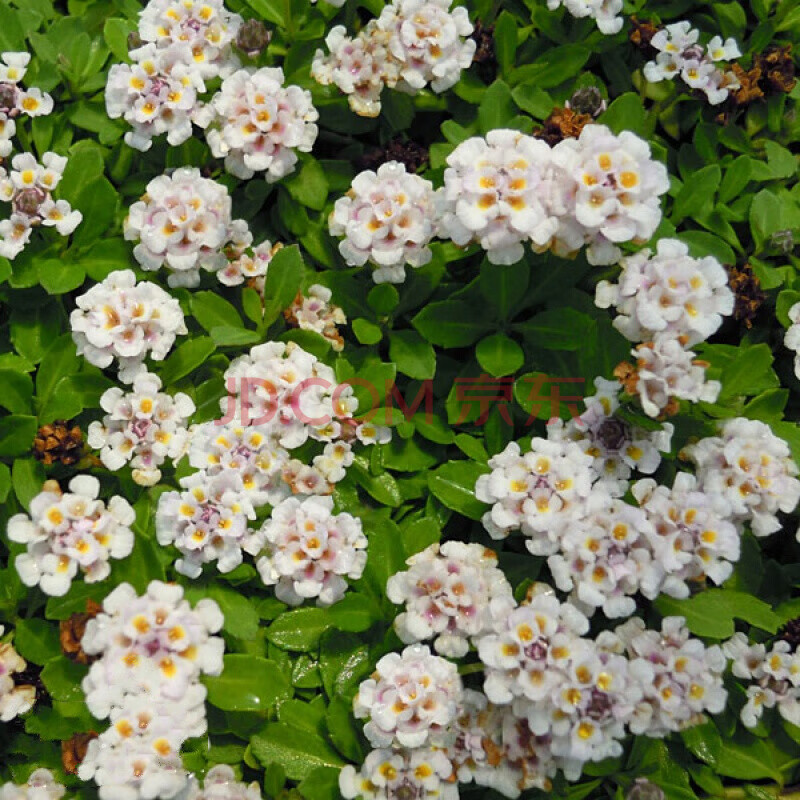 白花姬岩垂草盆栽里邦多年生耐寒耐热 10cm盆栽 含盆