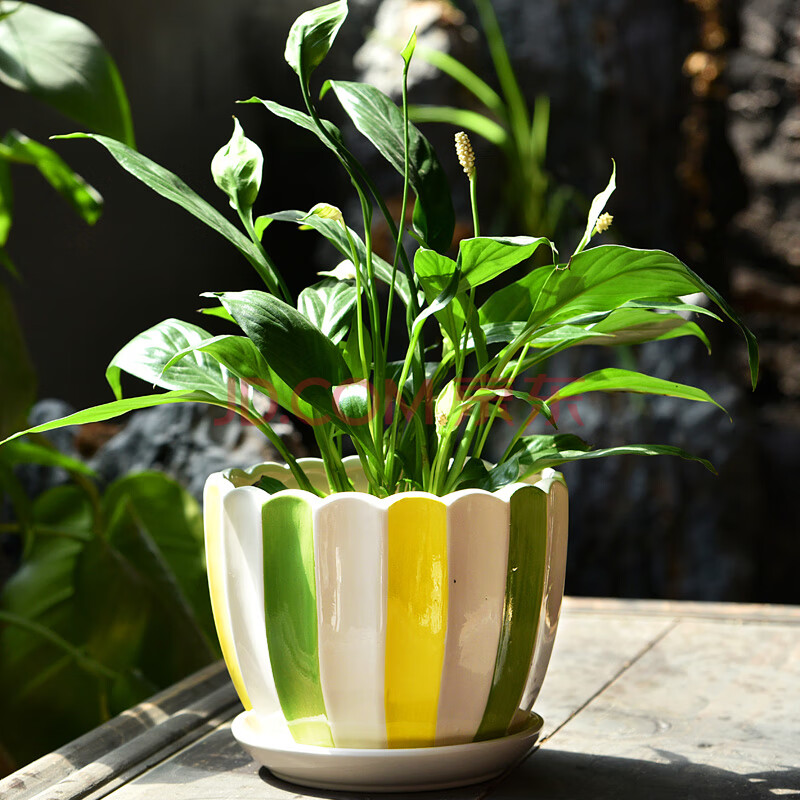 单个绿色花瓣花盆 中等