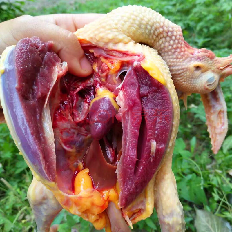 禽肉蛋品 其他禽类 鸭子飞了 农家3年以上老鸽子土鸽新鲜老鸽子肉土