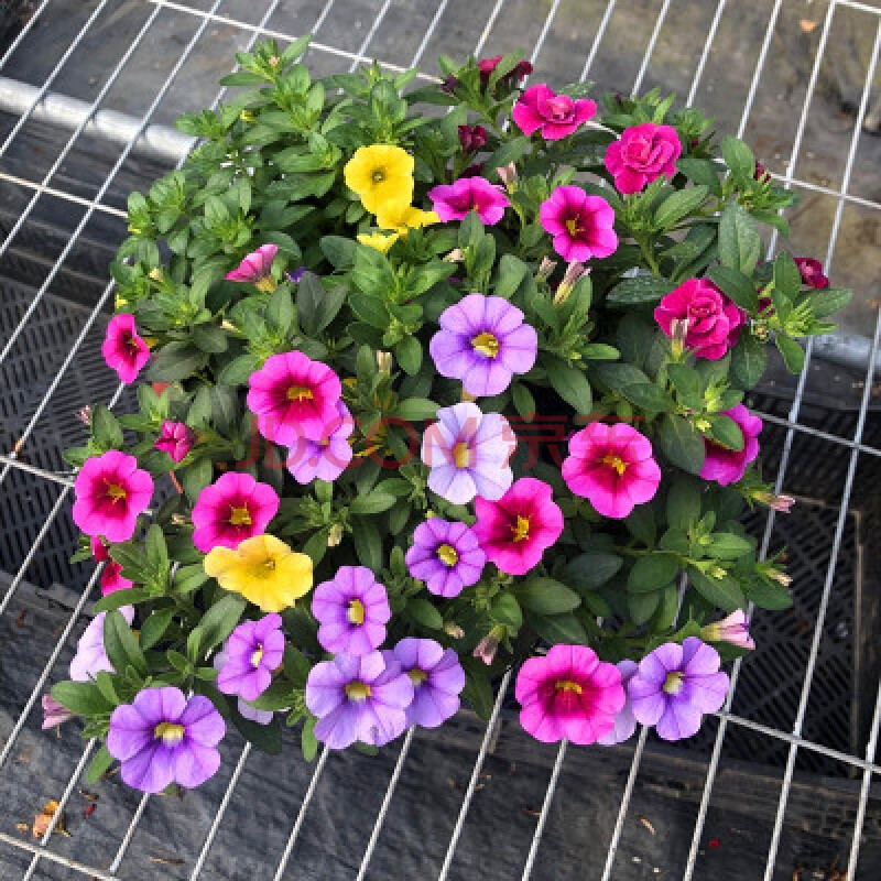 矮牵牛花苗盆栽百万小玲牵牛花花卉绿植垂吊牵牛花盆栽带土发货 百万