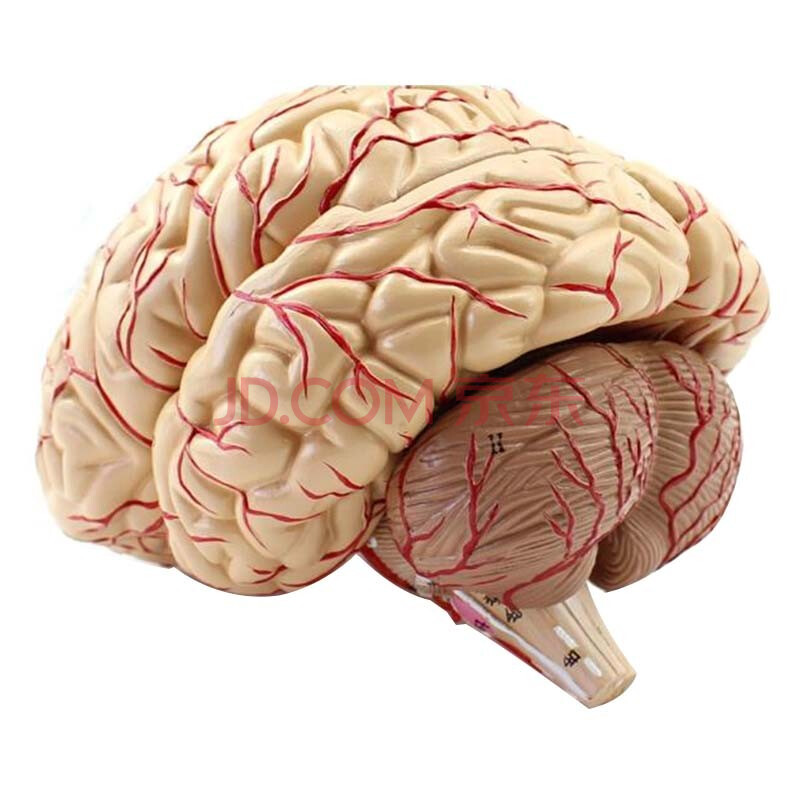 颐诺 人体大脑模型 脑干脑室间脑小脑模型 神经科系统模型 脑动脉分布