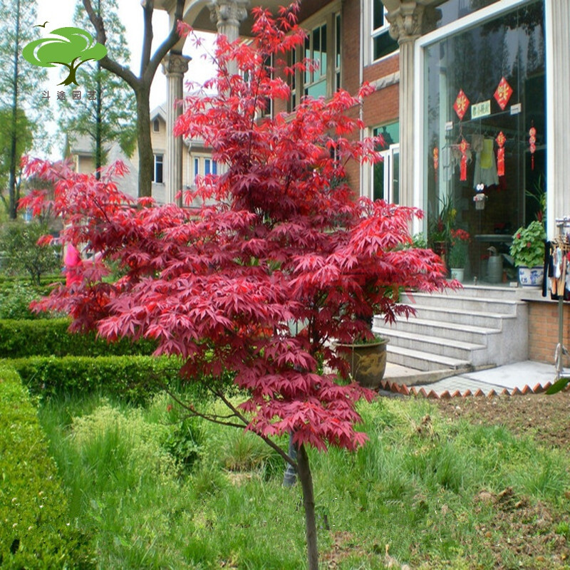 紅楓苗嫁接日本紅楓紅舞姬美國紅楓紅點紅冠樹苗四季紅楓盆栽庭院