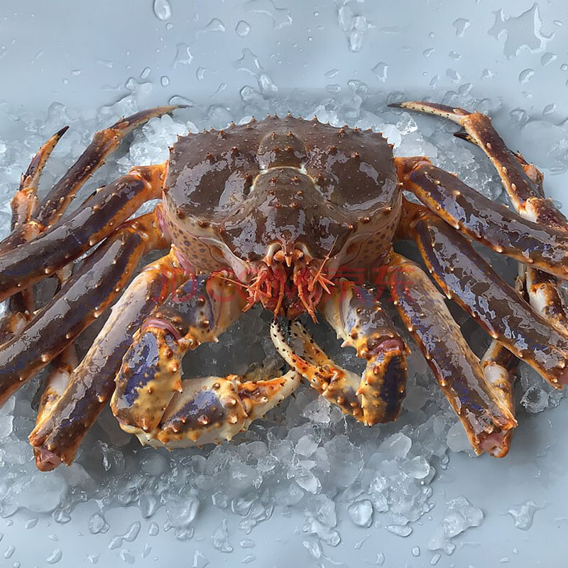 鲜活长脚蟹超大霸王蟹皇帝螃蟹生鲜蟹类 海鲜水产 深海帝王蟹/10斤(整