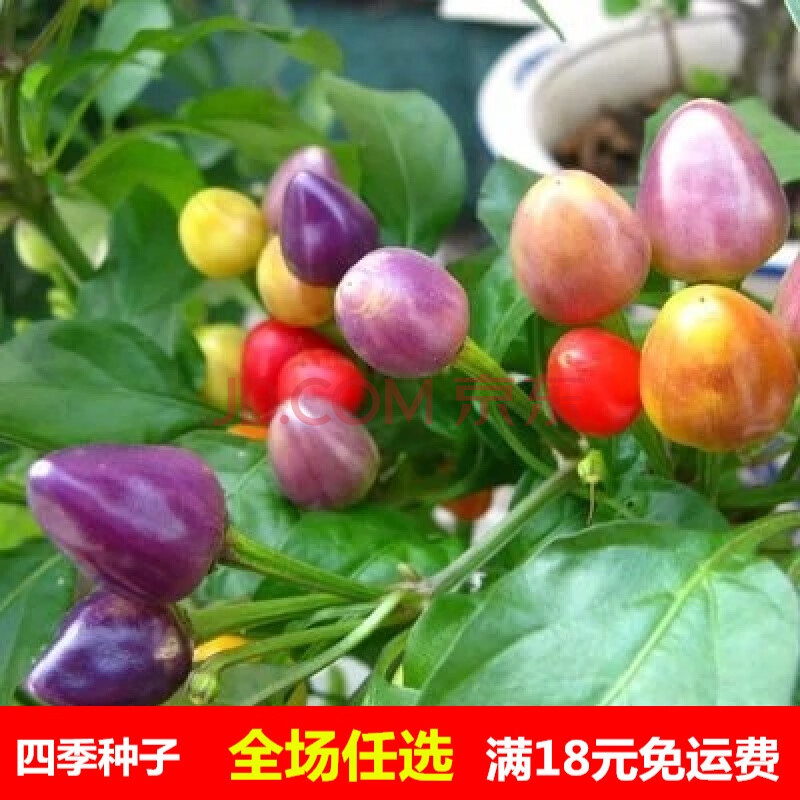 椒種子農家可食用四季播種菜種籽小辣椒陽臺盆栽彩椒種孑 五彩觀賞椒