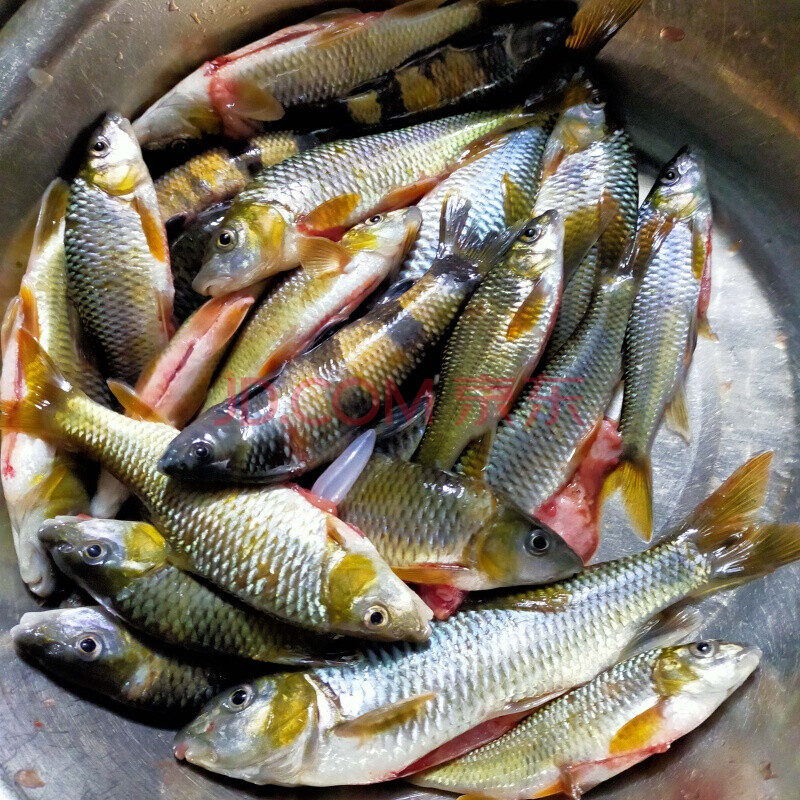 鲜源澜湾 溪石斑光唇鱼棍子鱼船丁鱼,现拍现杀破膛溪石斑 三斤溪石斑