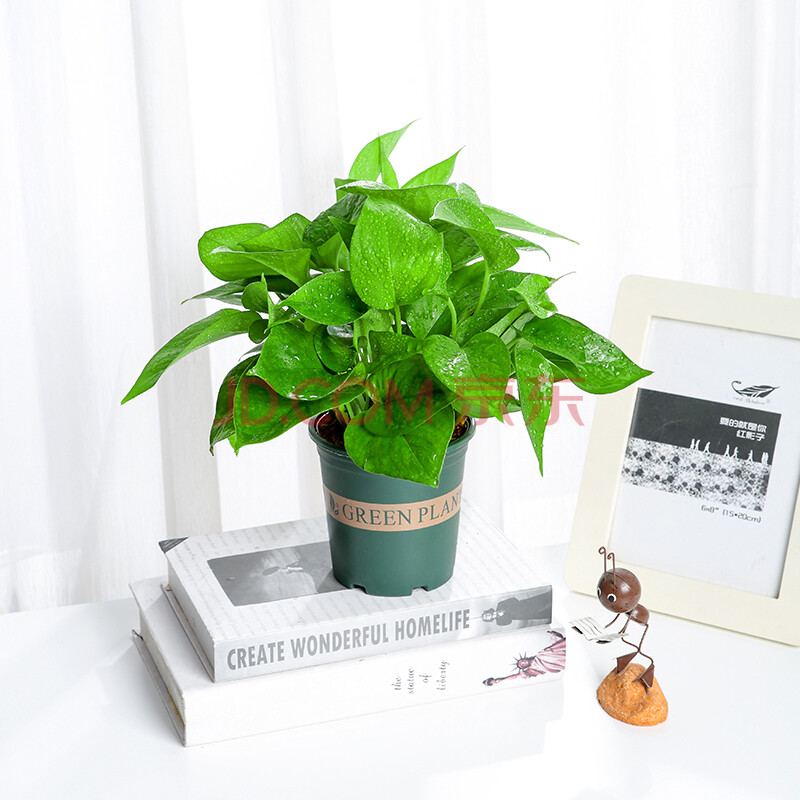 5加仑盆【6盆装绿萝】 含盆