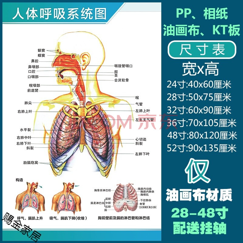 人體解剖彩色學骨骼結構圖神經肌肉五臟六腑淋巴示意解刨器官掛圖