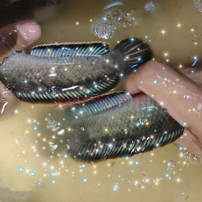 double yellow南鱧雷龍魚活體 七彩冷水魚龍魚淡水魚觀賞魚兇猛彩虹