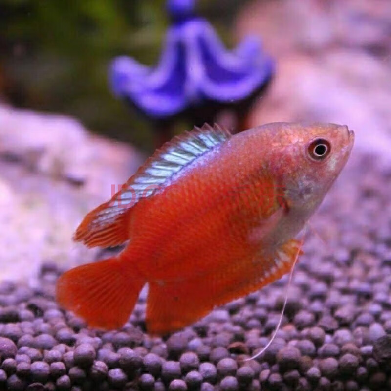 易活五彩丽丽蓝丽丽曼龙珍珠马甲红剑玛丽下崽狂魔 血丽丽4-5厘米10条