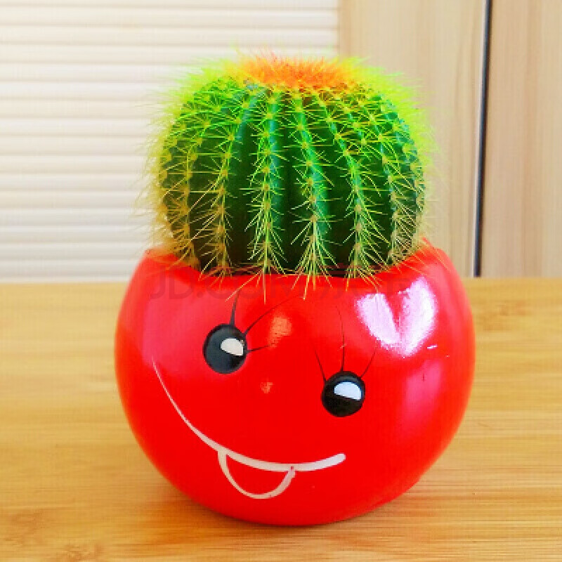 仙人球 多肉植物盆栽 仙人掌 办公室盆景桌面小绿植 红笑脸 金冠 含盆